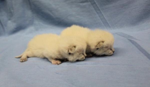Cloned kittens OJ and Thud just weeks after being born at a ViaGen Pets lab in the United States. (Courtesy photo)