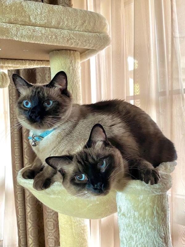 Cloned felines OJ and Thud are the spitting likeness of their cell donor, Jack, who lived with them for two years before he died in February 2023. (Courtesy photo)