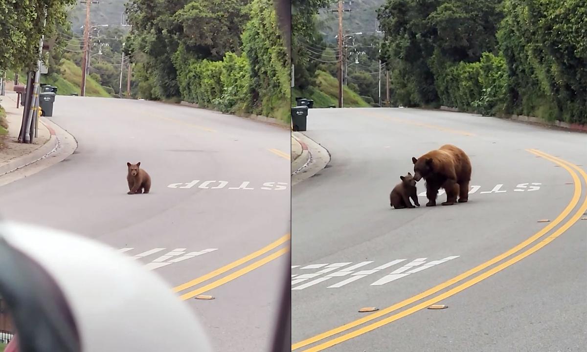 Mama Bear goes after her second cub. (Screenshot/Viralhog)