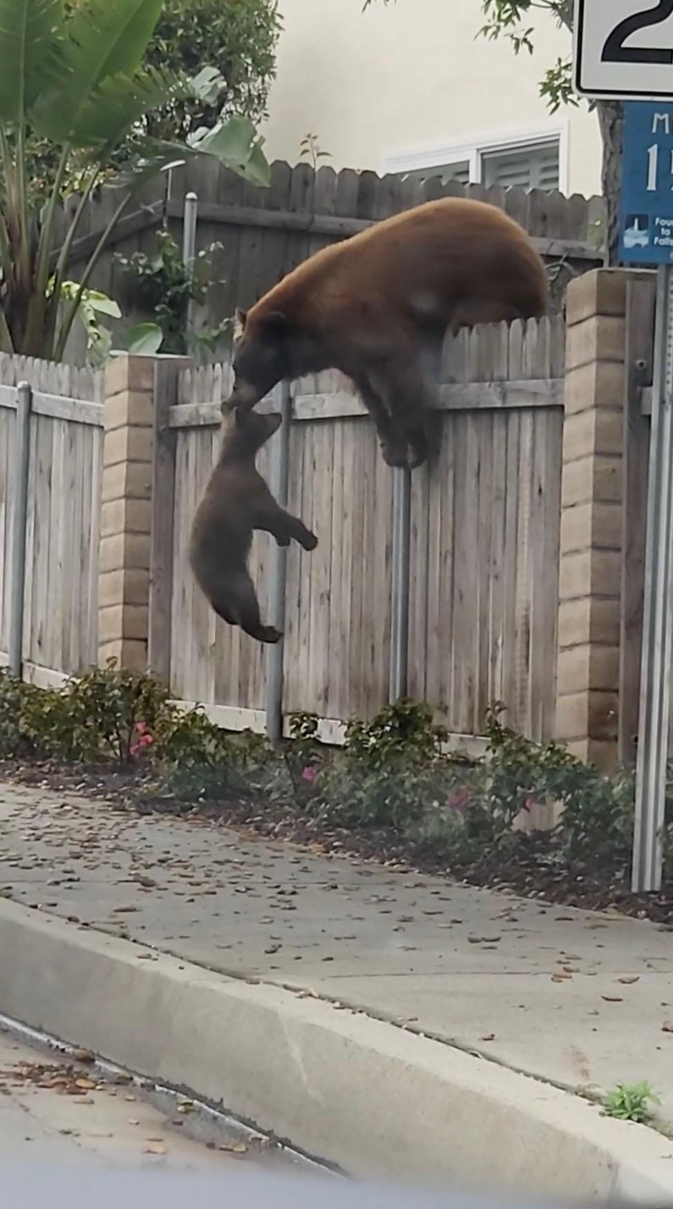 Mama Bear helps her second cub successfully climb over the wooden fence. (Screenshot/Viralhog)