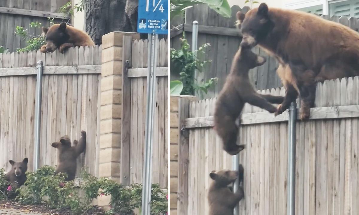 Mama Bear helps her cubs climb up the wooden fence. (Screenshot/Viralhog)