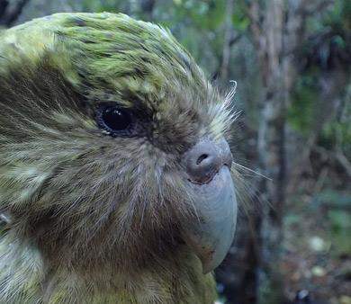 Source: <a href="https://www.doc.govt.nz/nature/native-animals/birds/birds-a-z/kakapo/key-kakapo/">Department of Conservation (NZ)</a>