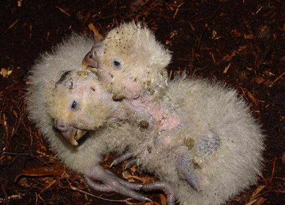 The kakapo chicks. (<a href="https://en.wikipedia.org/wiki/File:Kakapo_chicks.jpg">Mike Bodie</a>/CC BY 2.0)