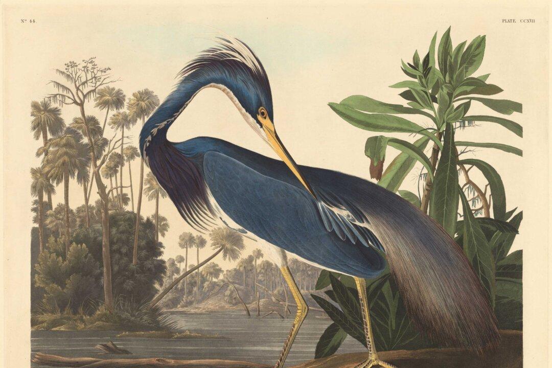 Audubon’s Lifelike Illustrations of Spectacular Birds