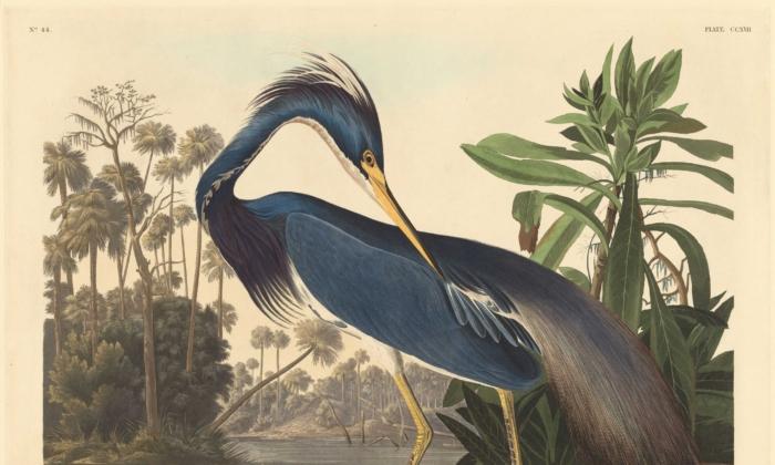 Audubon's Lifelike Illustrations of Spectacular Birds