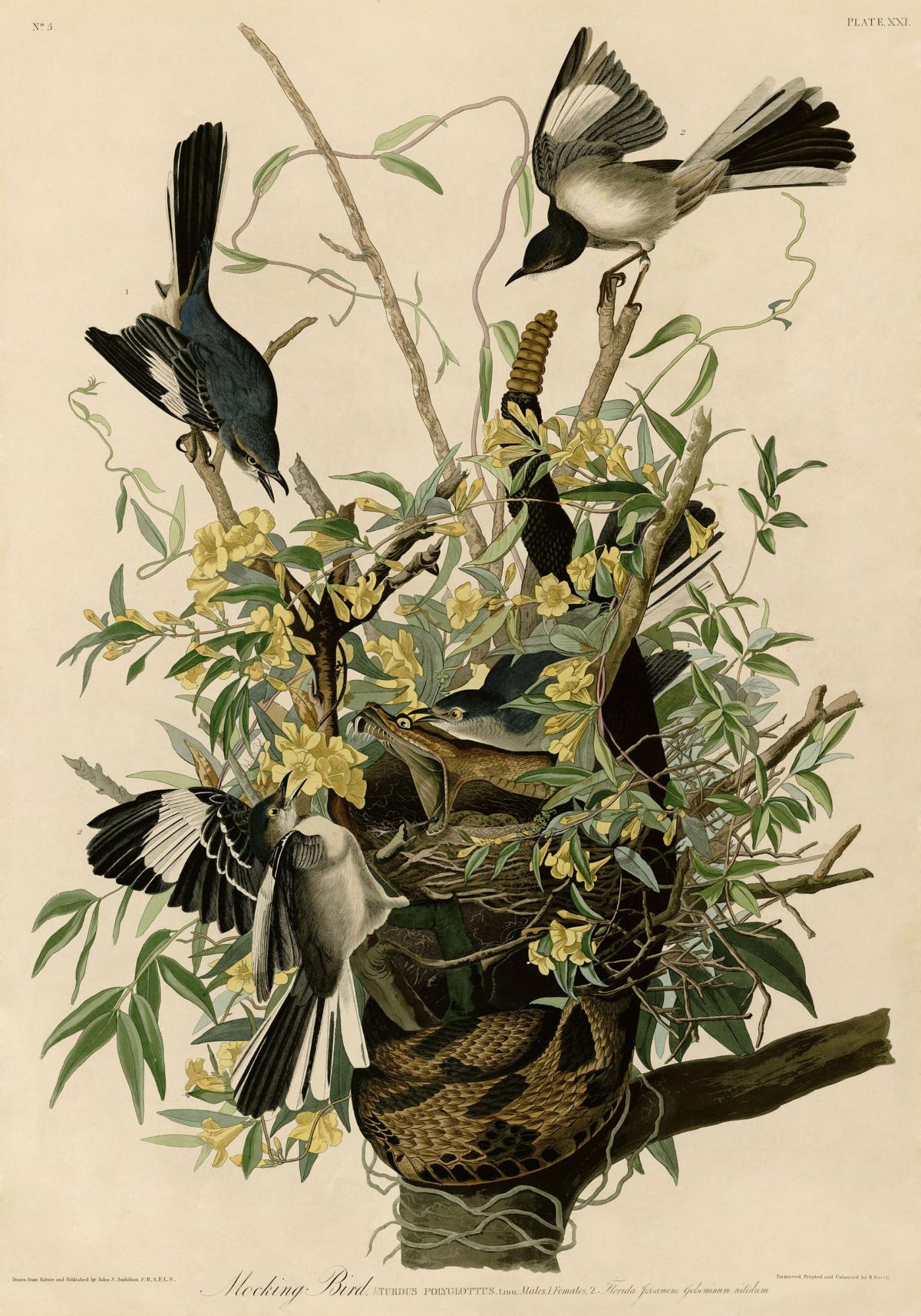 Compared to the stiff ornithological illustrations of the time, Audubon’s images of birds were well received for their lively, dramatic poses, as seen in Plate 21 of mockingbirds and a rattlesnake in “Birds of America.” (Public Domain)