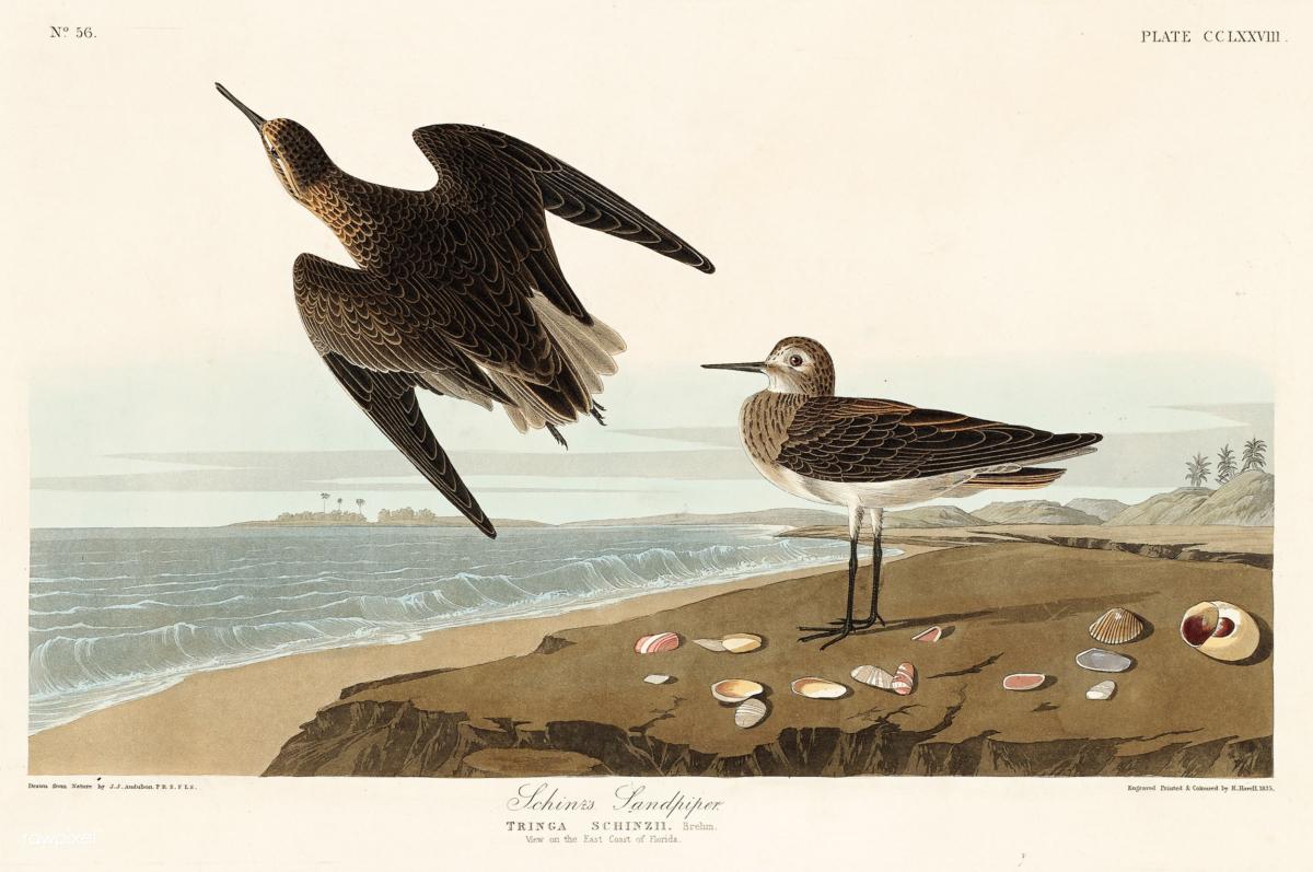 Schinz’s sandpiper on Plate 278 of “Birds of America” by Audubon, 1827–1838. (Public Domain)