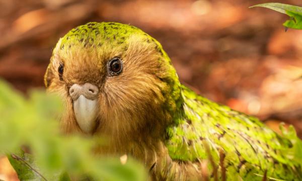 A kakapo. (FeatherStalker Don/Shutterstock)