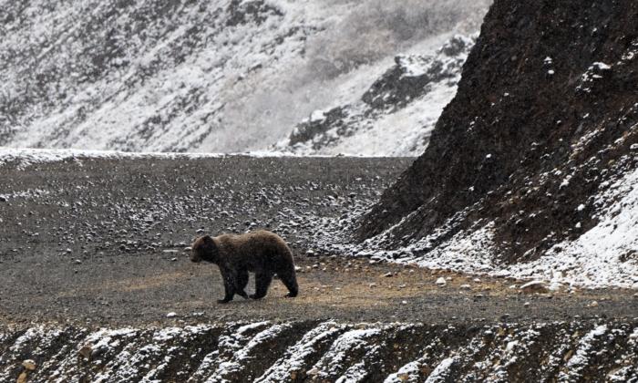 Woman Found Dead After Grizzly Bear Encounter Near Yellowstone National Park