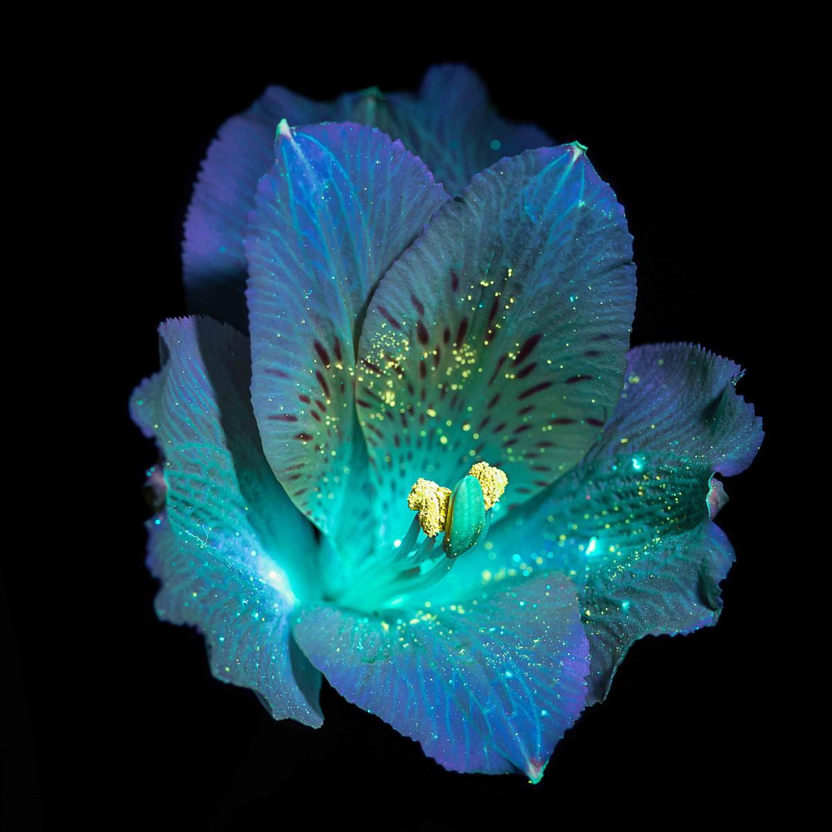 "Alstromeria (Peruvian lily) UVIVF". (Courtesy of <a href="https://www.instagram.com/bibadesign_uvivf/">Debora Lombardi</a> and <a href="https://www.bibadesign.it">Bibadesign</a>)