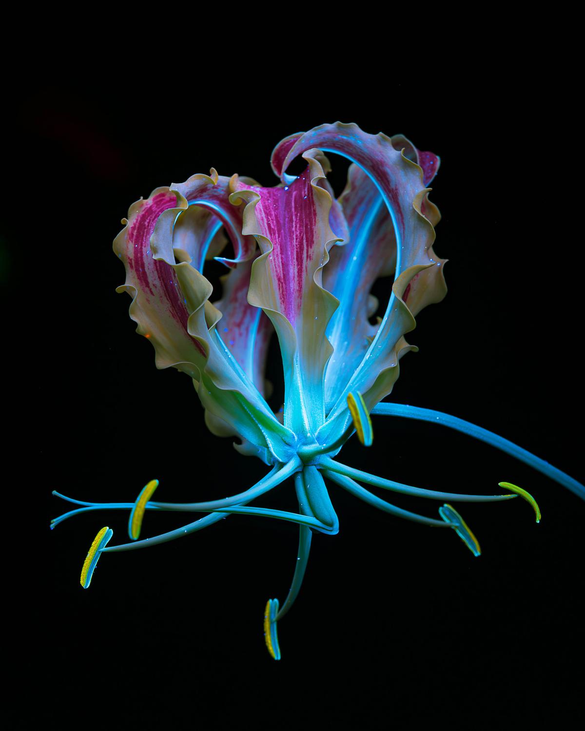 Fire lilies. (Courtesy of <a href="https://www.instagram.com/bibadesign_uvivf/">Debora Lombardi</a> and <a href="https://www.bibadesign.it">Bibadesign</a>)