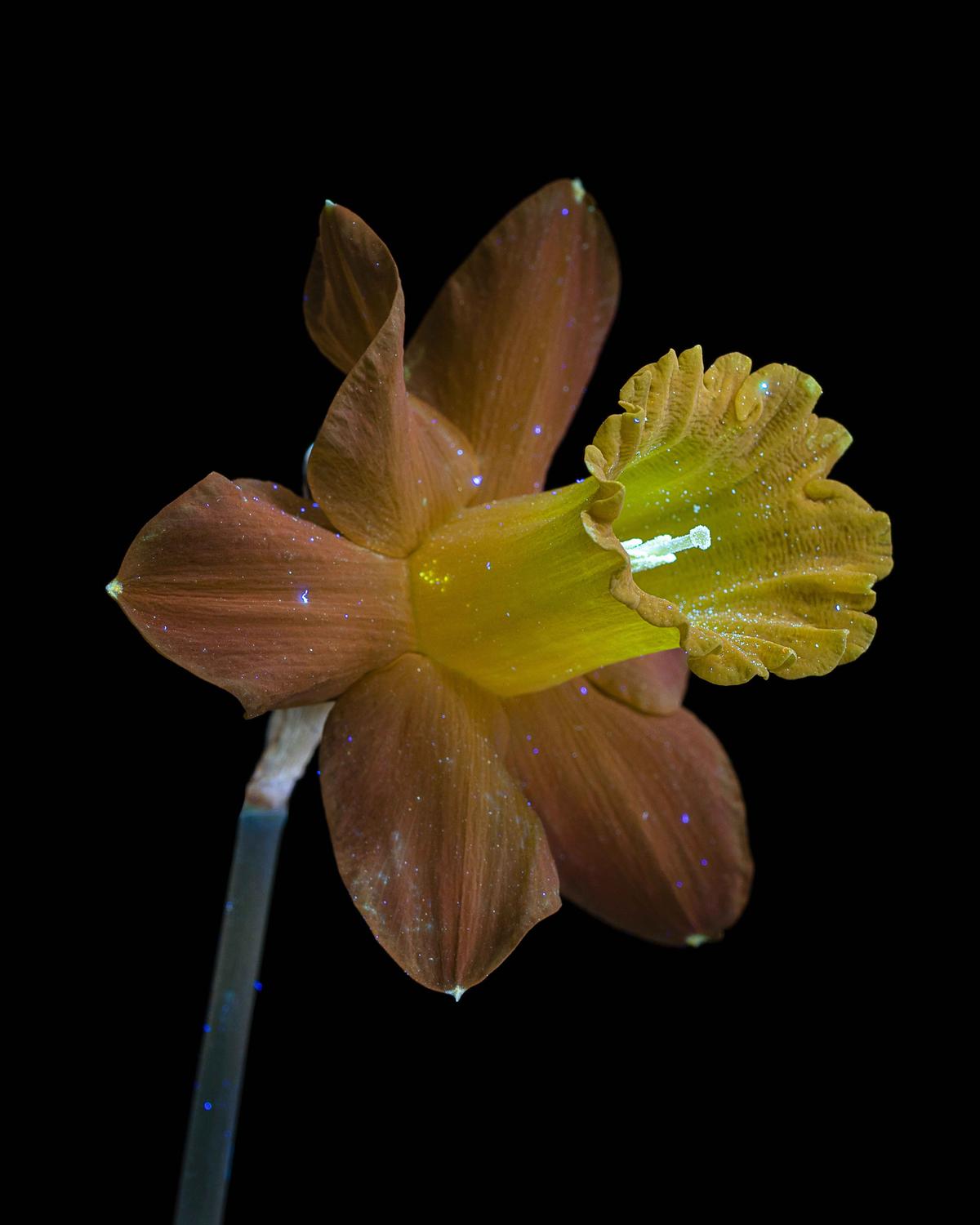 Narcissus. (Courtesy of <a href="https://www.instagram.com/bibadesign_uvivf/">Debora Lombardi</a> and <a href="https://www.bibadesign.it">Bibadesign</a>)