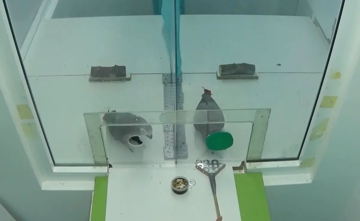 A researcher uses a small rake to slide tokens into one side of a plexiglass enclosure for the actor parrot. (Courtesy of Brucks & Von Bayern)