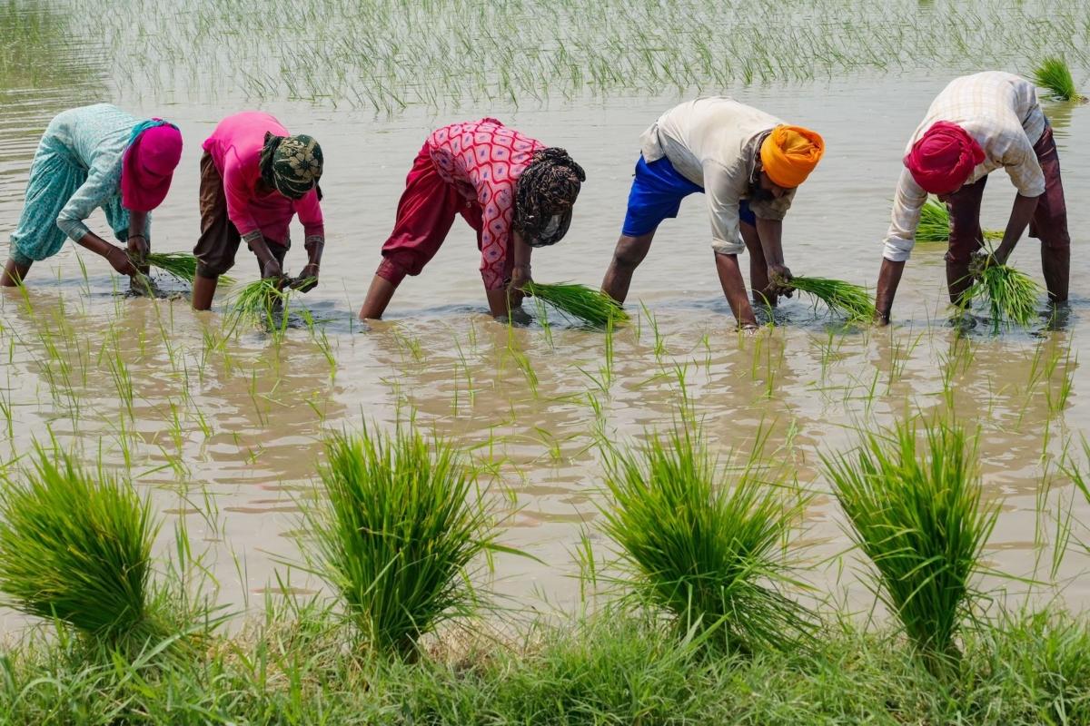People plant rice saplings at a water-logged rice field on the outskirts of Amritsar on June 19, 2023. (Narinder Nanu/AFP via Getty Images)