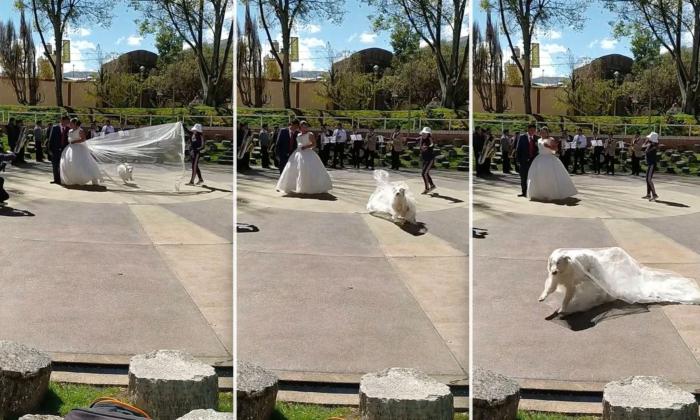 Mischievous Dog Steals Bride’s Veil by Leaping Through It During a Wedding Photoshoot