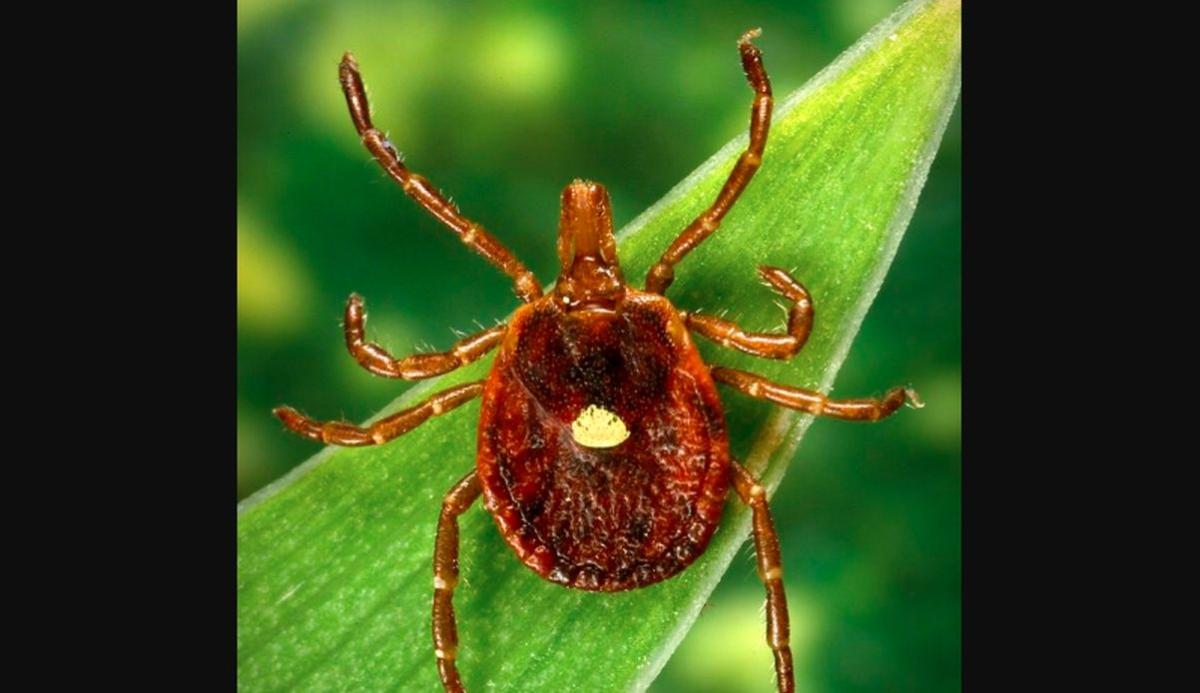 This photograph depicts a dorsal view of a female lone star ixodid, or hard tick, Amblyomma americanum. (Dr. Amanda Loftis, Dr. William Nicholson, Dr. Will Reeves, Dr. Chris Paddock/CDC)
