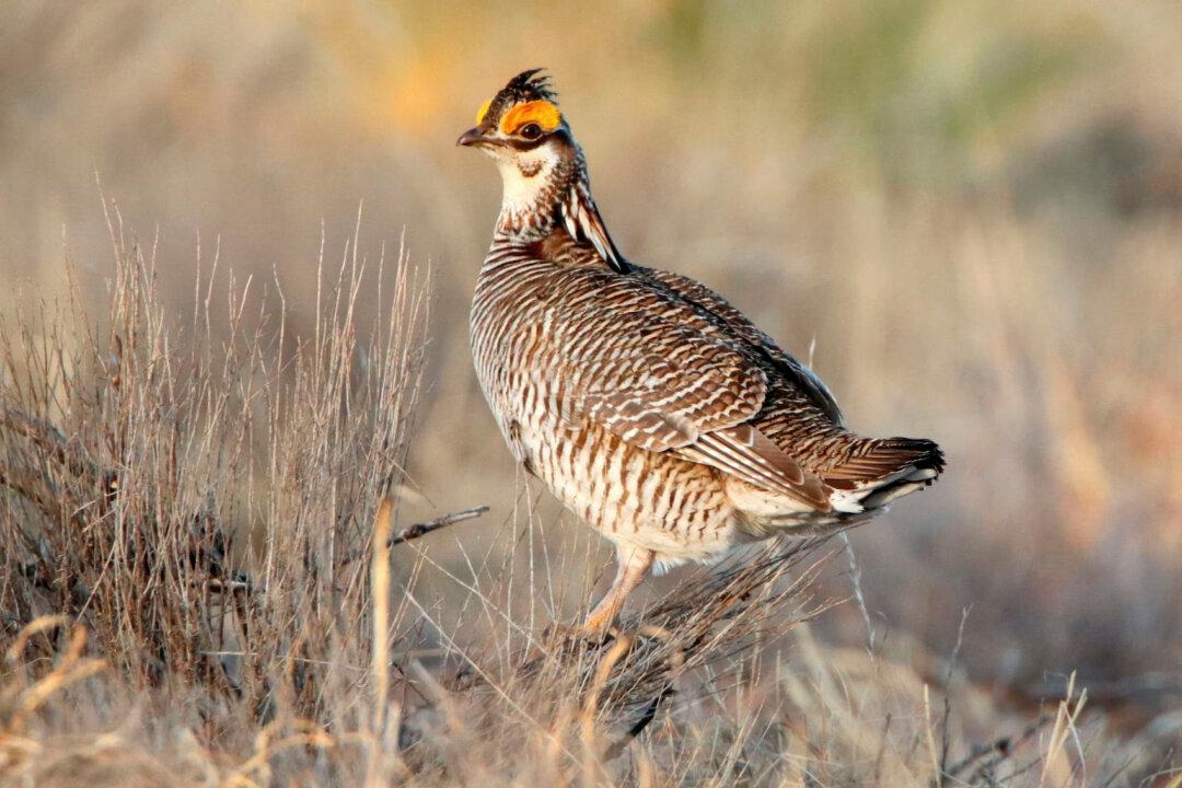 House Votes to Overturn 2 Biden Administration Endangered Species Rules, Sending Bills to President’s Desk