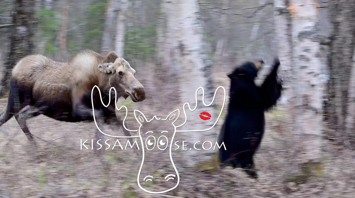 A dramatic photo taken by Coby Brock shows the mother moose chasing a "very hungry" bear away from her calves. (Screenshot/ViralHog)