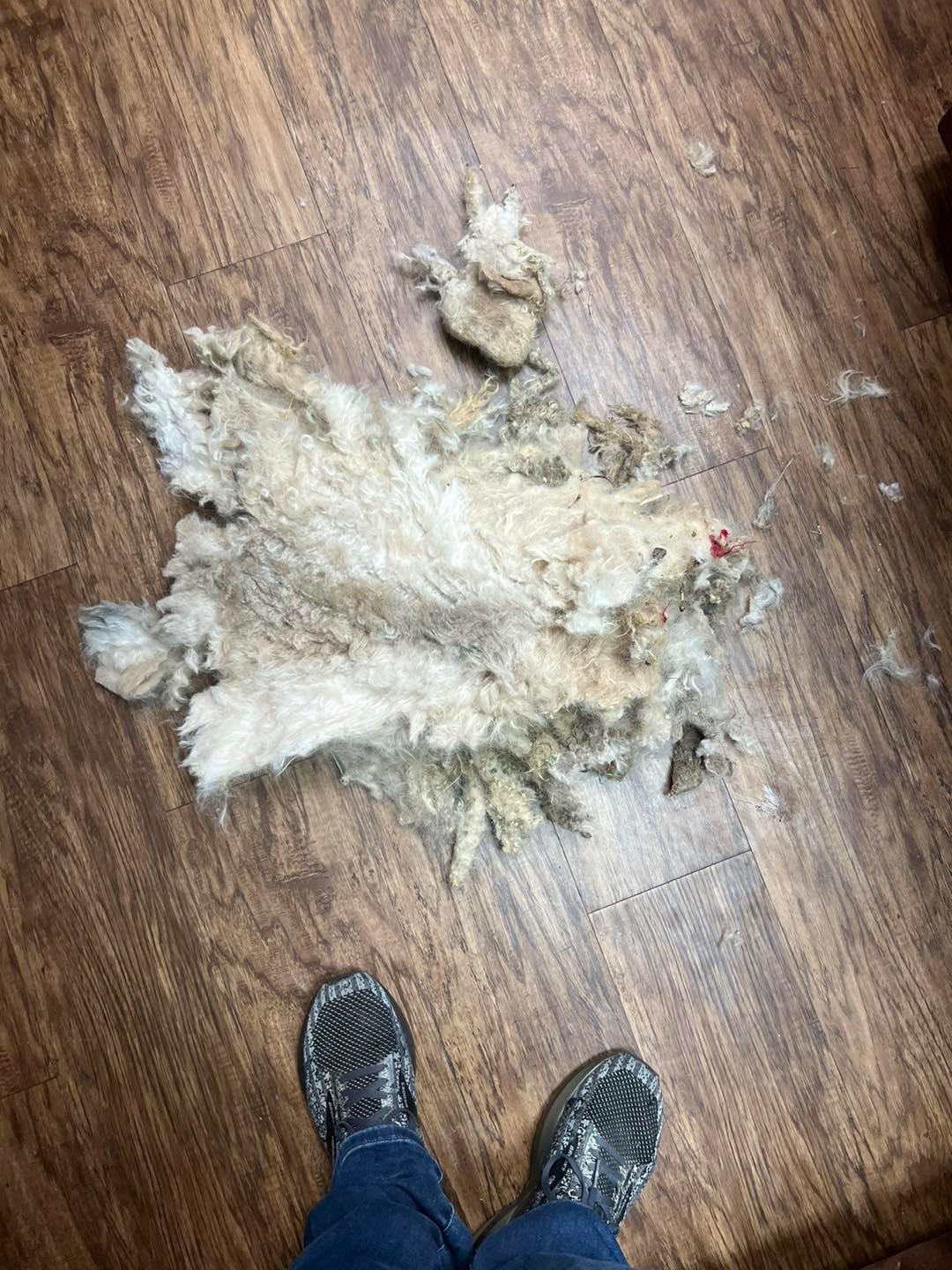 Matt lost 3 pounds of fur. (Courtesy of Tori Houston and South Plains SPCA)