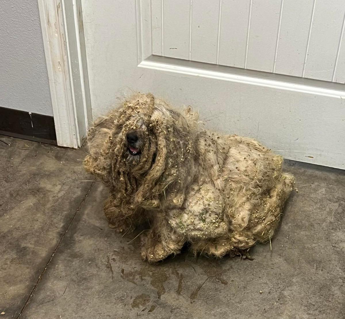 An extremely matted Matt when he was bought to South Plains SCPA. (Courtesy of Tori Houston and South Plains SPCA)