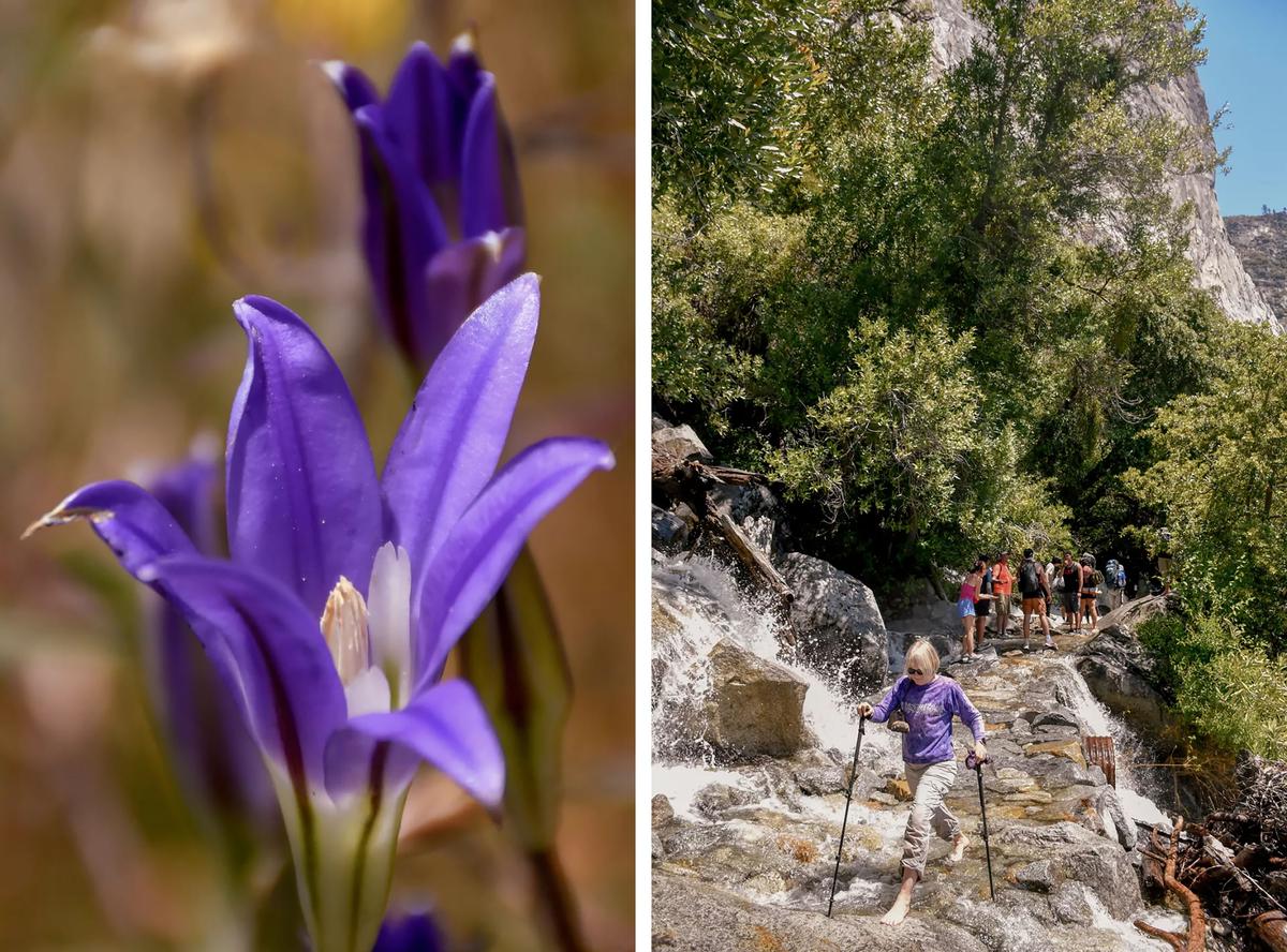 A 5-mile trail (round-trip) leads from the Hetch Hetchy Valley’s O’Shaughnessy Dam to Wapama Falls in Yosemite National Park. The route skirts the edge of the Hetchy Hetchy Reservoir and often includes wildflowers in spring and summer. (Christopher Reynolds/Los Angeles Times/TNS)