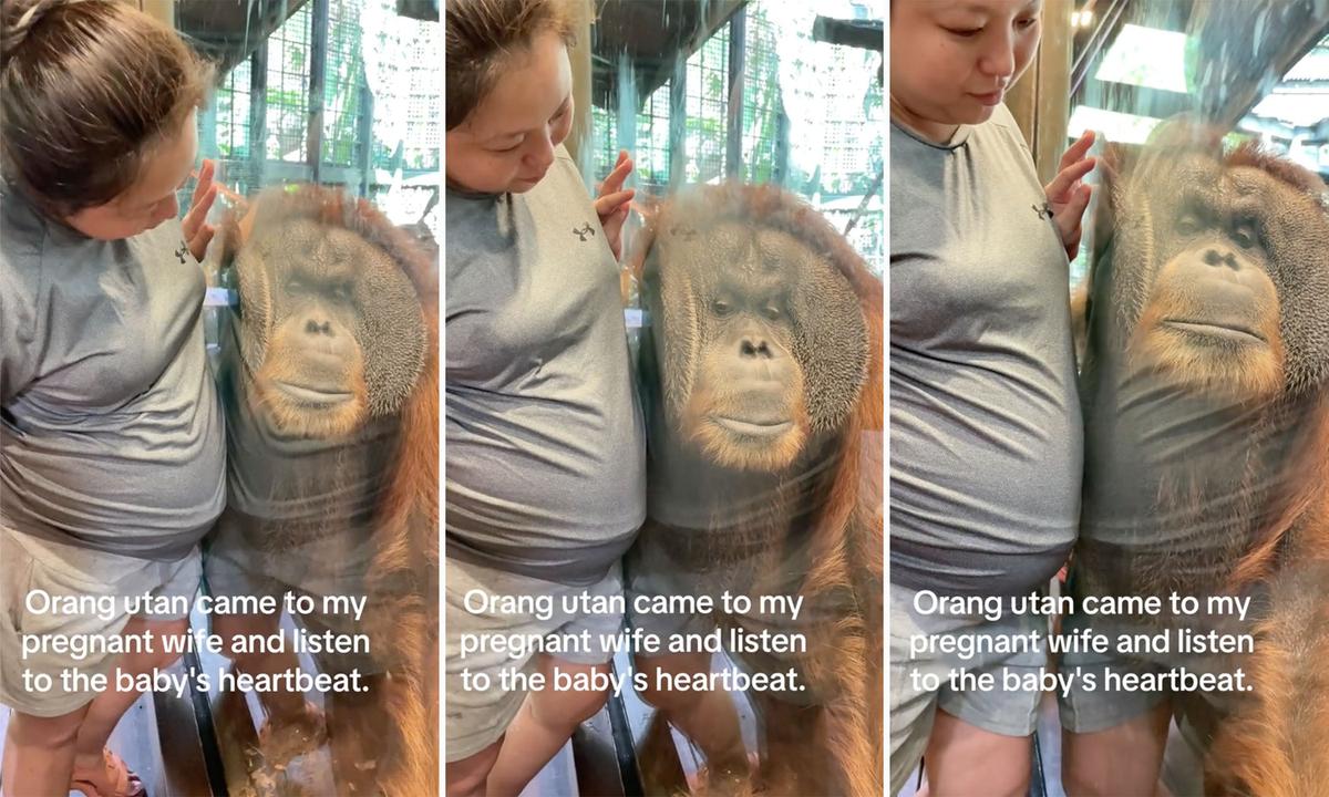 Screenshots of a video taken at Singapore Zoo show Samantha Mohd's encounter with a curious male orangutan that seems to intuit the presence of her unborn baby. (Courtesy of <a href="https://www.instagram.com/ihsan_nysrock">Ihsahn Mohd</a>)