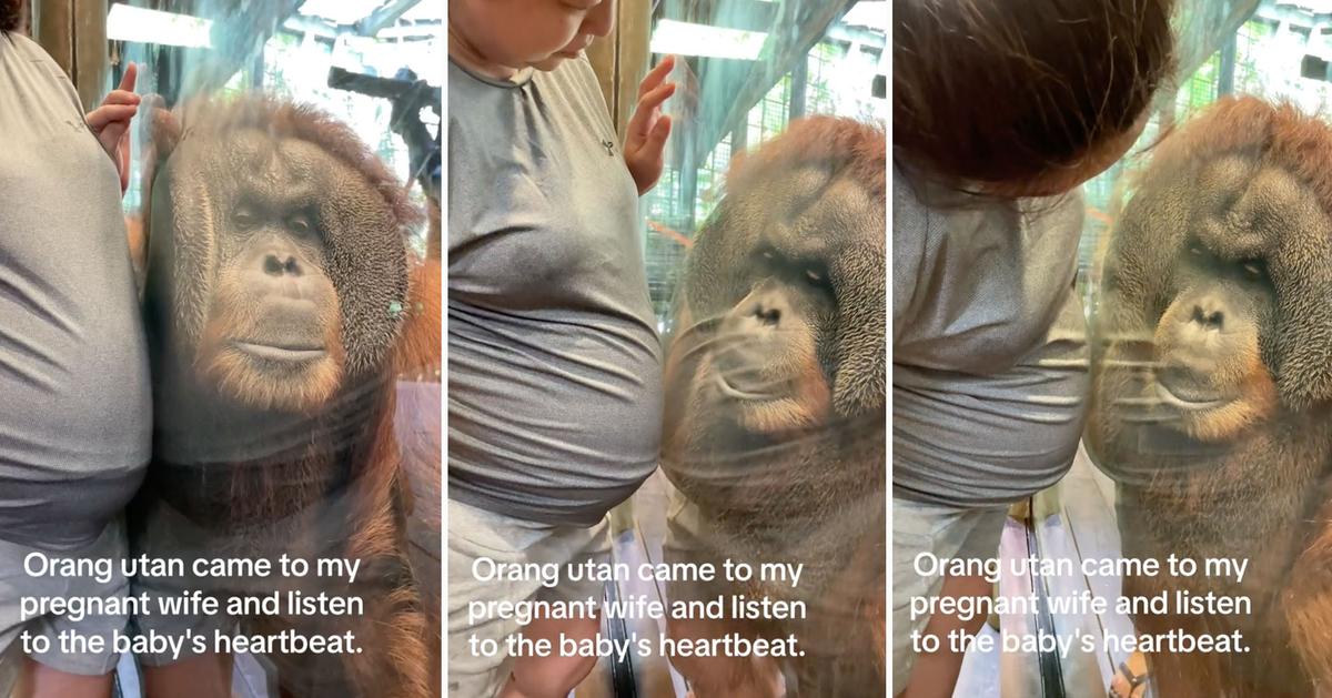 The orangutan the couple encountered at Singapore Zoo presses his ear to the glass beside Ms. Mohd's baby bump, appearing to listen for the heartbeat of her unborn child. (Courtesy of <a href="https://www.instagram.com/ihsan_nysrock">Ihsahn Mohd</a>)