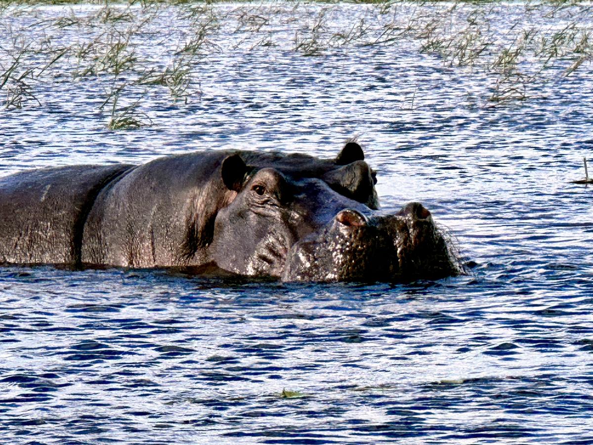 A hippo swimming in the waters of Chobe National Park, Botswana. (Janna Graber)