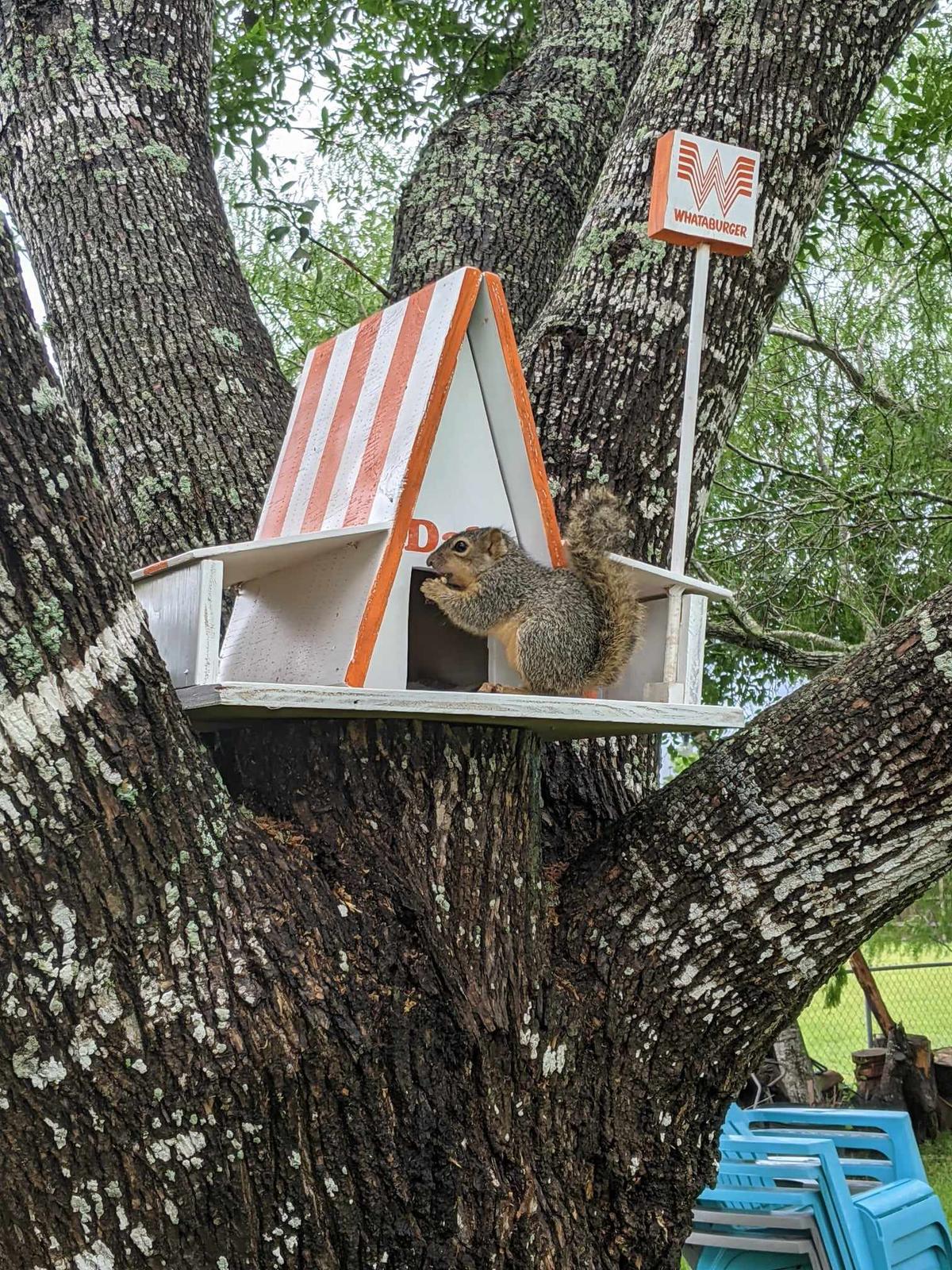 Dale the squirrel's treehouse. (Courtesy of <a href="https://www.facebook.com/keith.morgan.98/">Keith Morgan</a>)