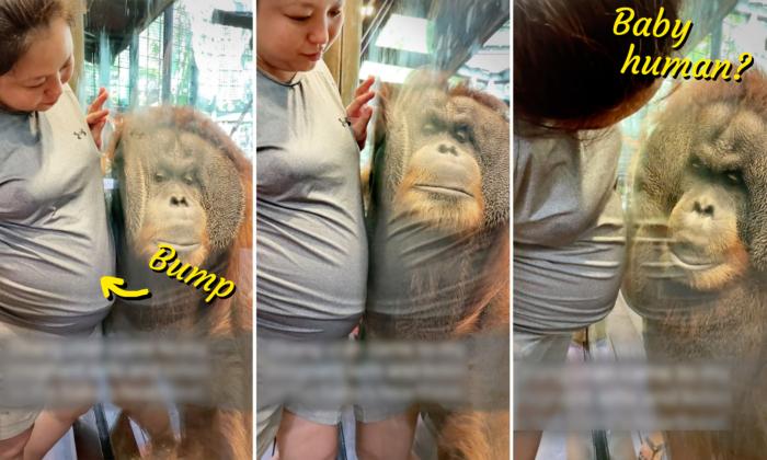 VIDEO: Orangutan Leans Into Pregnant Woman’s Baby Bump to Hear Heartbeat of Unborn at Zoo
