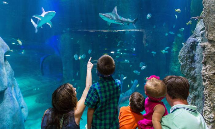 Sea Life Aquarium Offers Summer of Sharks Activities