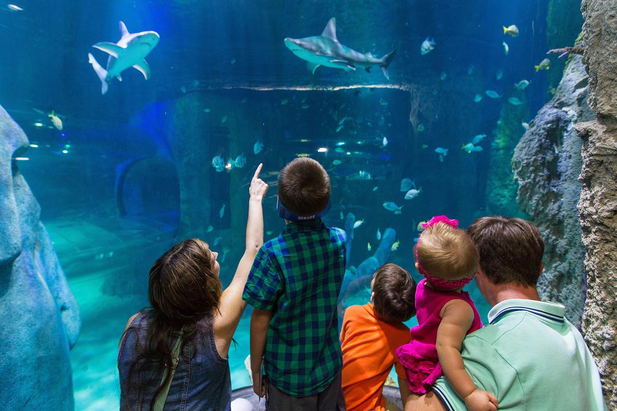 Sea Life Aquarium Offers Summer of Sharks Activities
