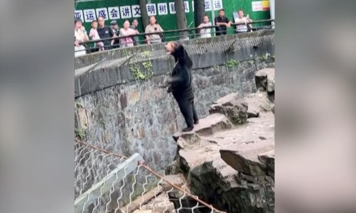 Our Bears Are Real, a Chinese Zoo Says, Denying They Are ‘Humans in Disguise’