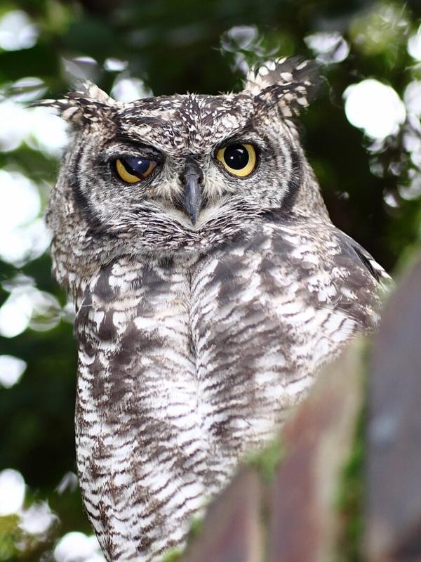 Owl eyes each have nictitating membranes that can move independently of each other, as seen on this spotted eagle-owl in Johannesburg, South Africa. (Public Domain)