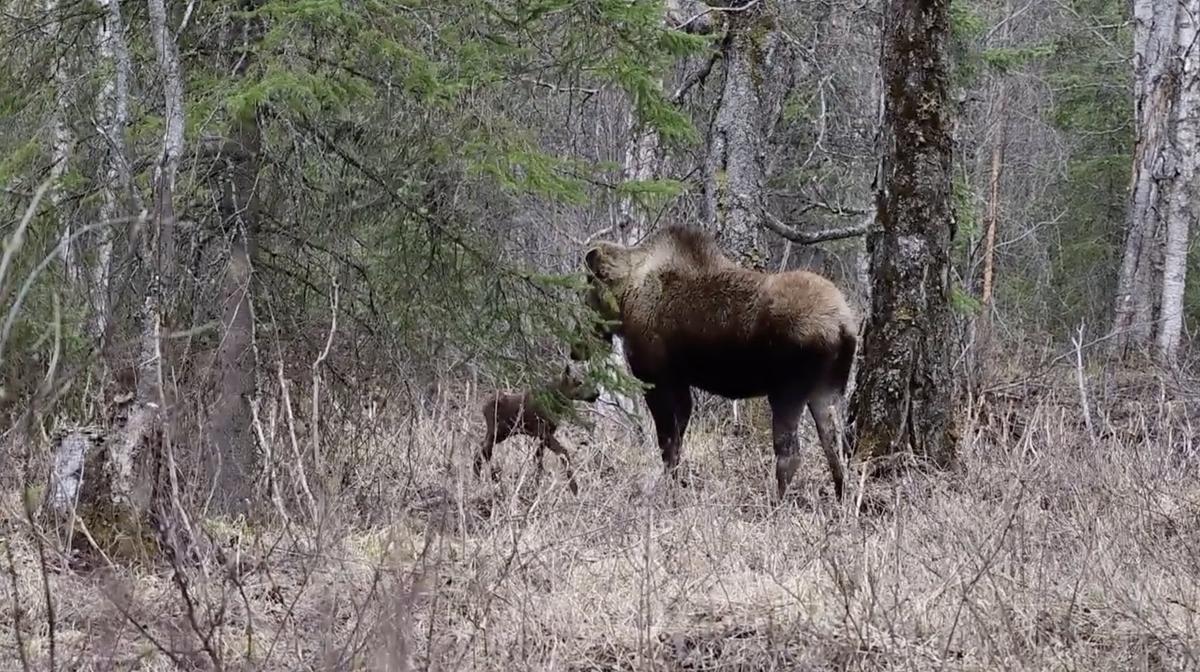 Coby Brock, 46, was photographing a mother moose and her two twin calves on May 16. (Screenshot/ViralHog)