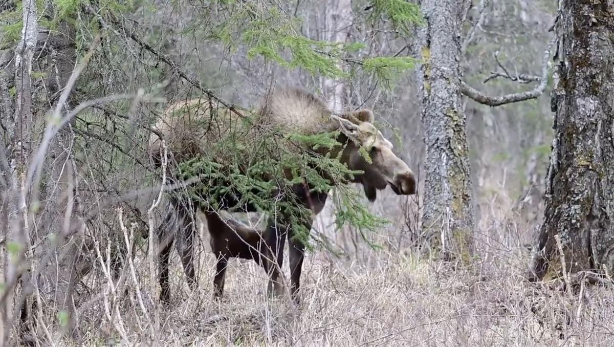 A mother moose and her calves near the home of wildlife photographer Coby Brock on May 16. (Screenshot/ViralHog)