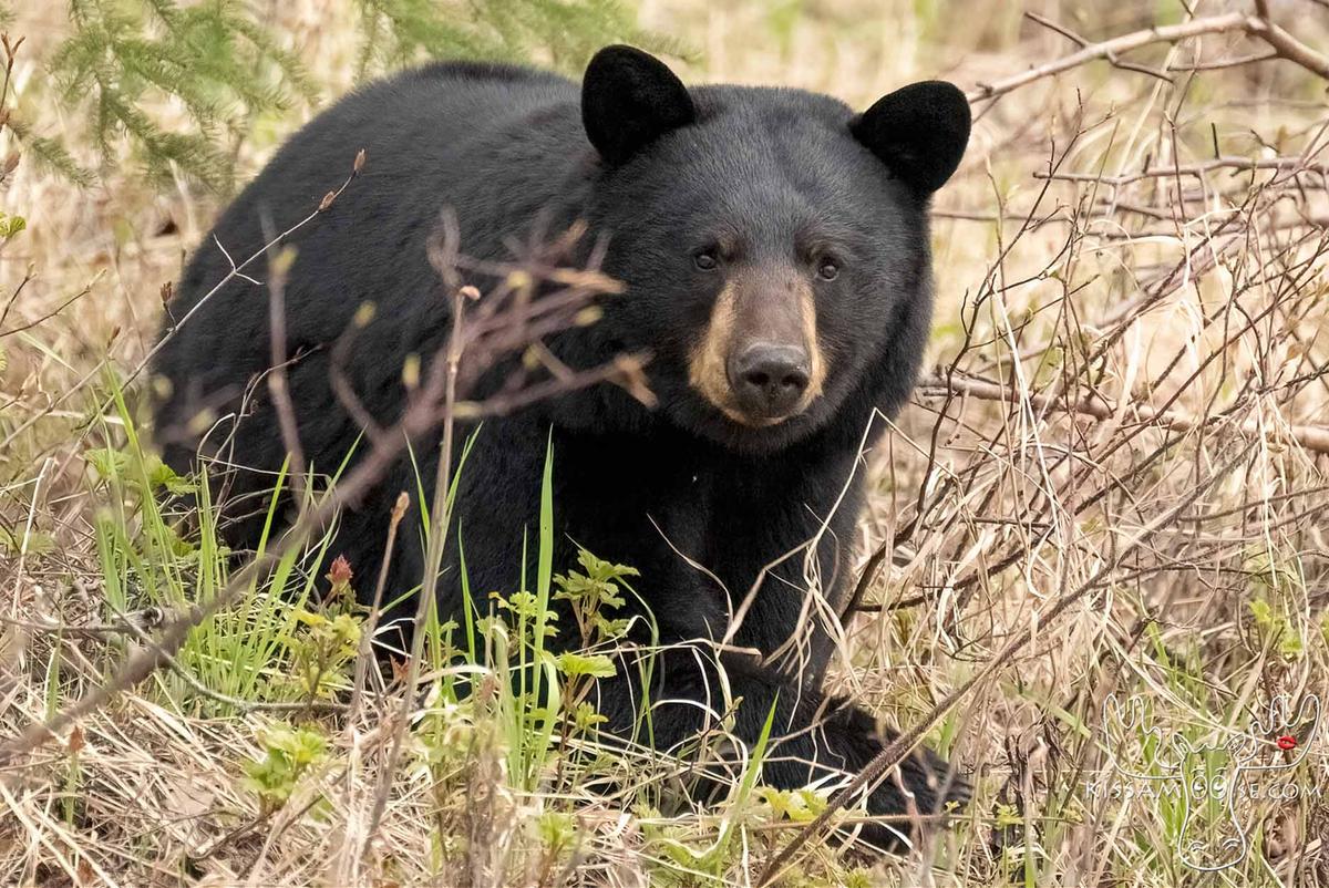 The black bear appeared unexpectedly on the scene where the mother moose and her two twin calves were, near the home of Coby Brock, on May 16. (Courtesy of Coby Brock)