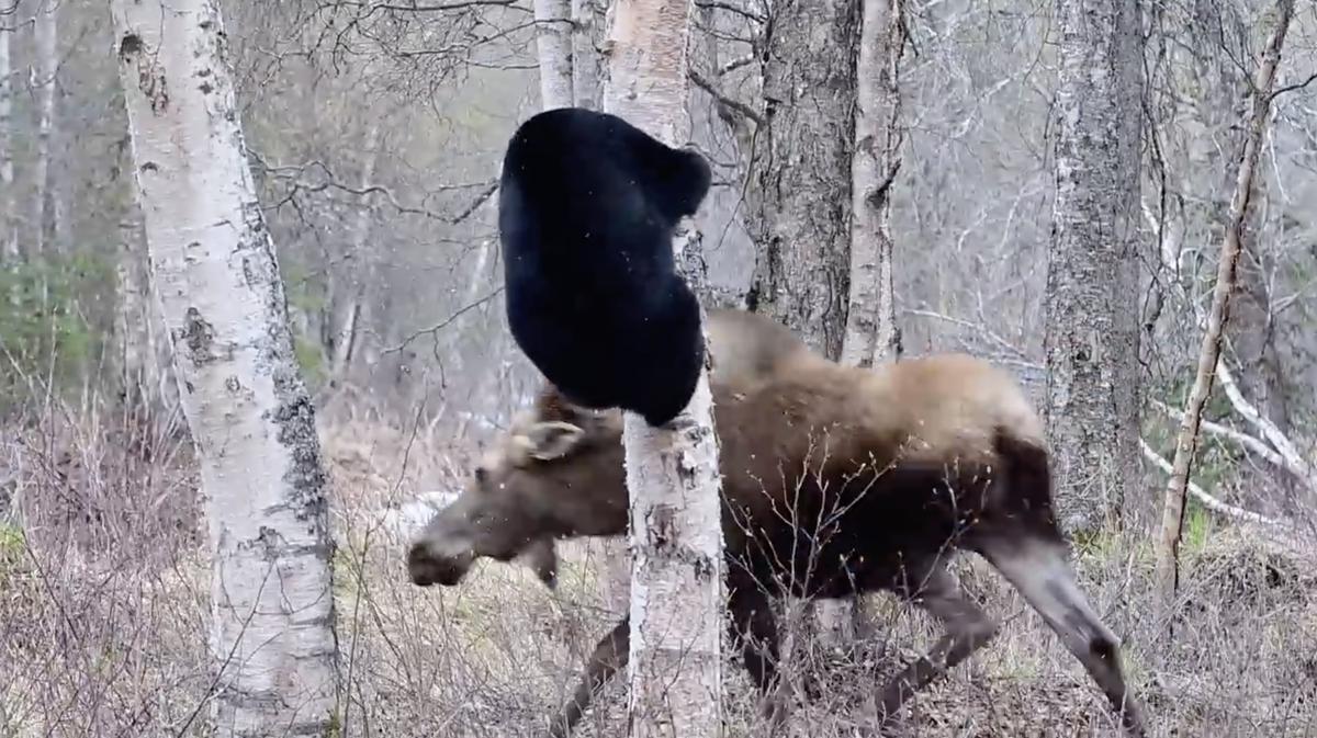 The mother moose chases the black bear up a tree when it threatened to pick off one of her calves. (Screenshot/ViralHog)