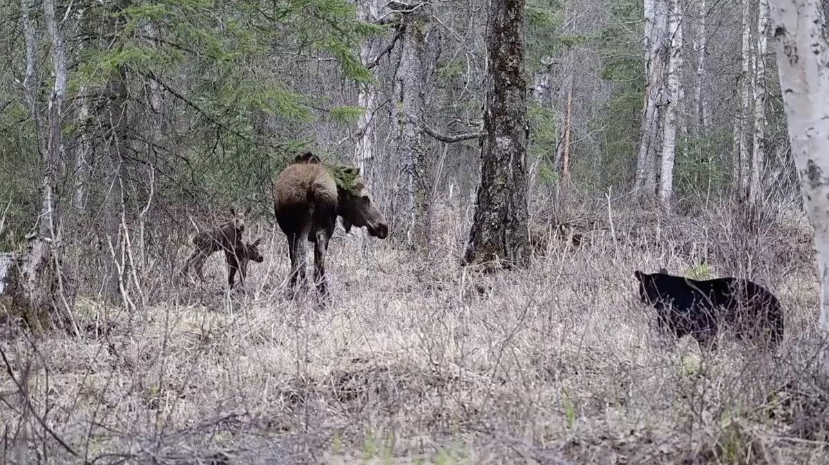 The moment when the black bear came up to a mother moose and her two twin calves, captured on video by Coby Brock, on May 16. (Screenshot/ViralHog)