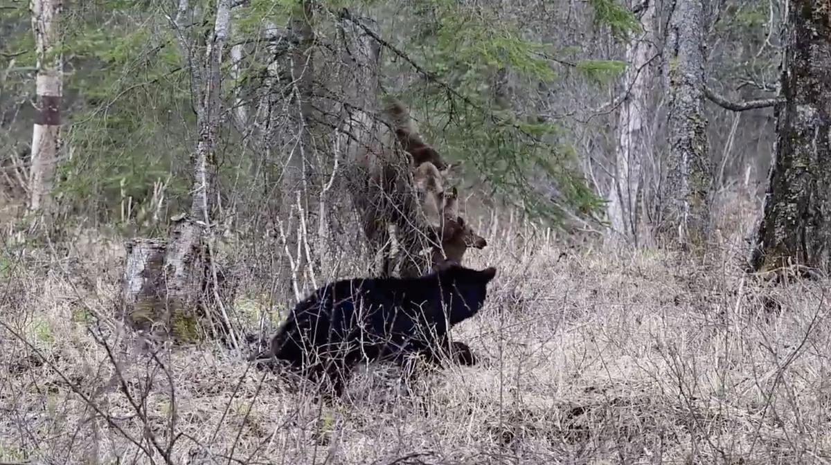 The black bear is video-recorded coming near the mother moose and her two twin calves while looking for a meal on May 16. (Screenshot/ViralHog)