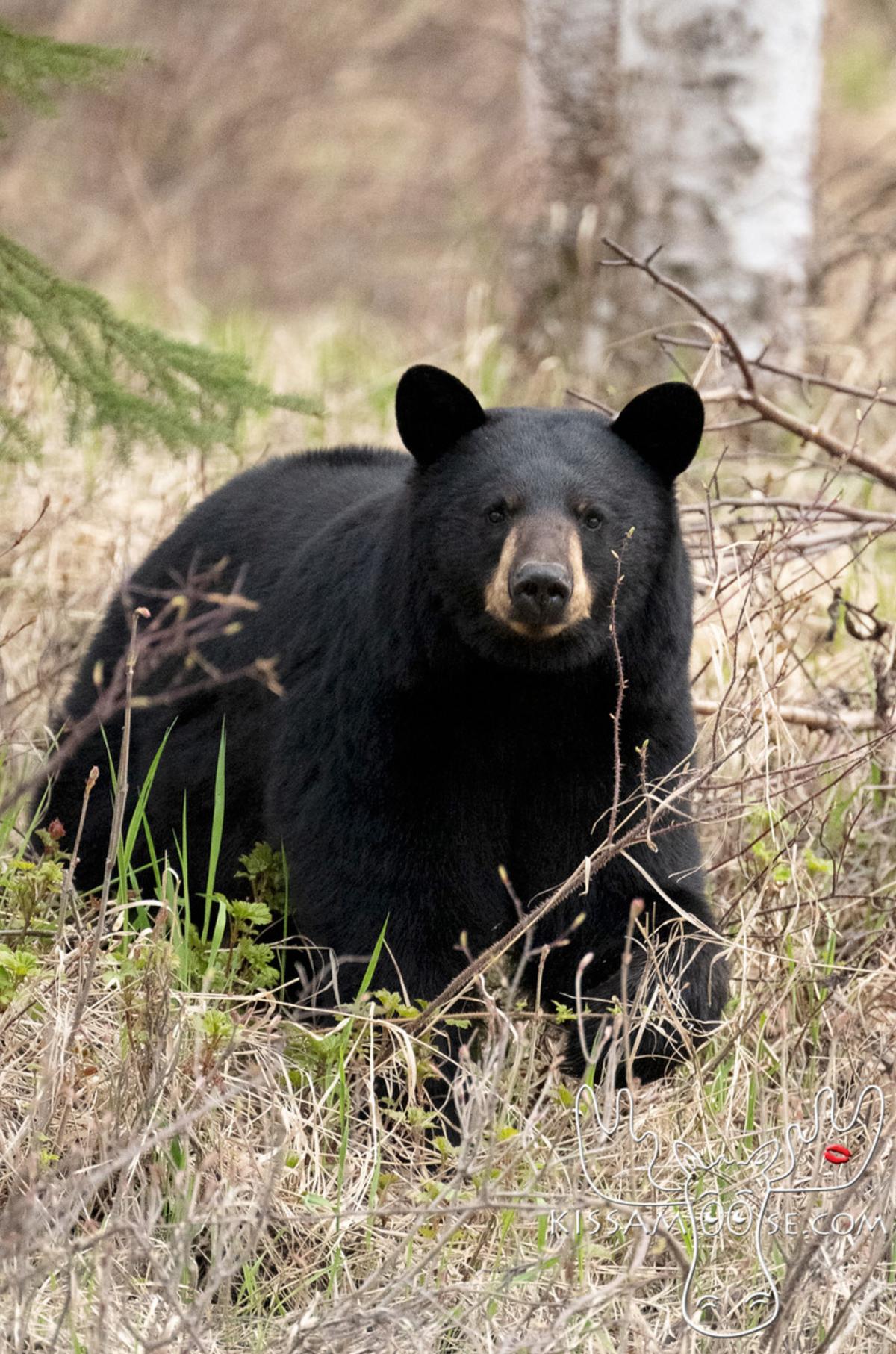 The black bear which was on the hunt for a mother moose's calf on May 16, photographed by Coby Brock on May 16. (Courtesy of Coby Brock)