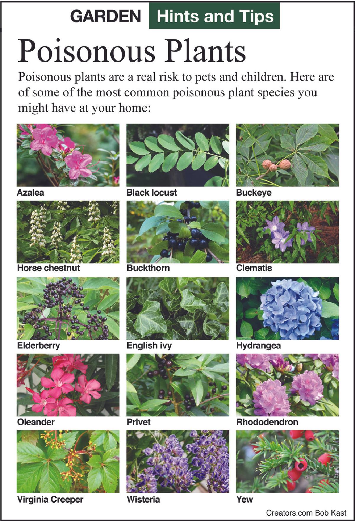 poisonous plants tip sheet