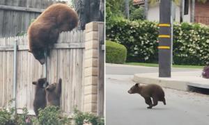 VIDEO: Runaway Bear Cub Tests Mama’s Patience as She Helps Her Cubs Climb a Fence