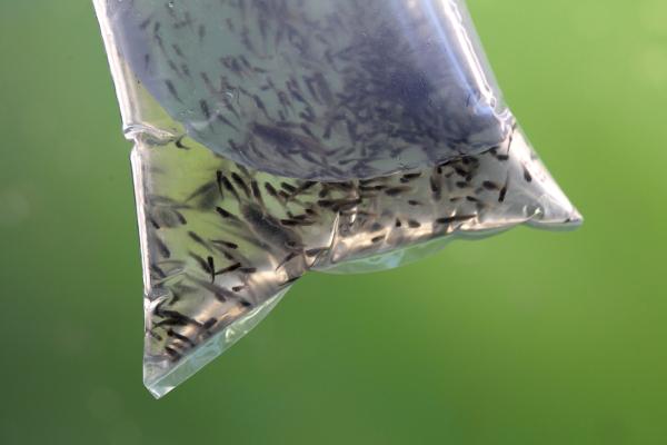 Gambusia affinis, more commonly known as mosquito fish, are seen swimming in a bag before being released in a neglected pool infested with mosquitos at a foreclosed home in Pleasant Hill, Calif., on June 29, 2012. (Justin Sullivan/Getty Images)