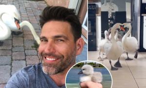 ‘These Animals Chose Me’: Swans Befriend Florida Man, Nest in His Yard, Bring Their Babies Into His House [VIDEO]