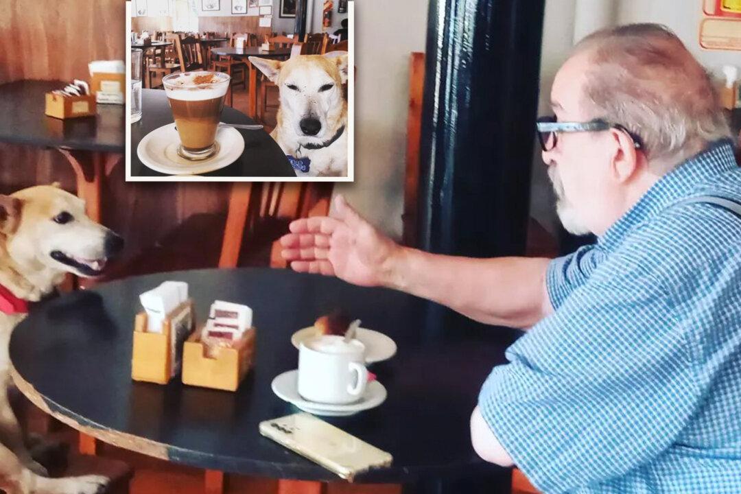 Abandoned Dog Rescued by Café Loves Sitting With Elderly Customers, Keeping Them Company: ‘It’s Really Touching’
