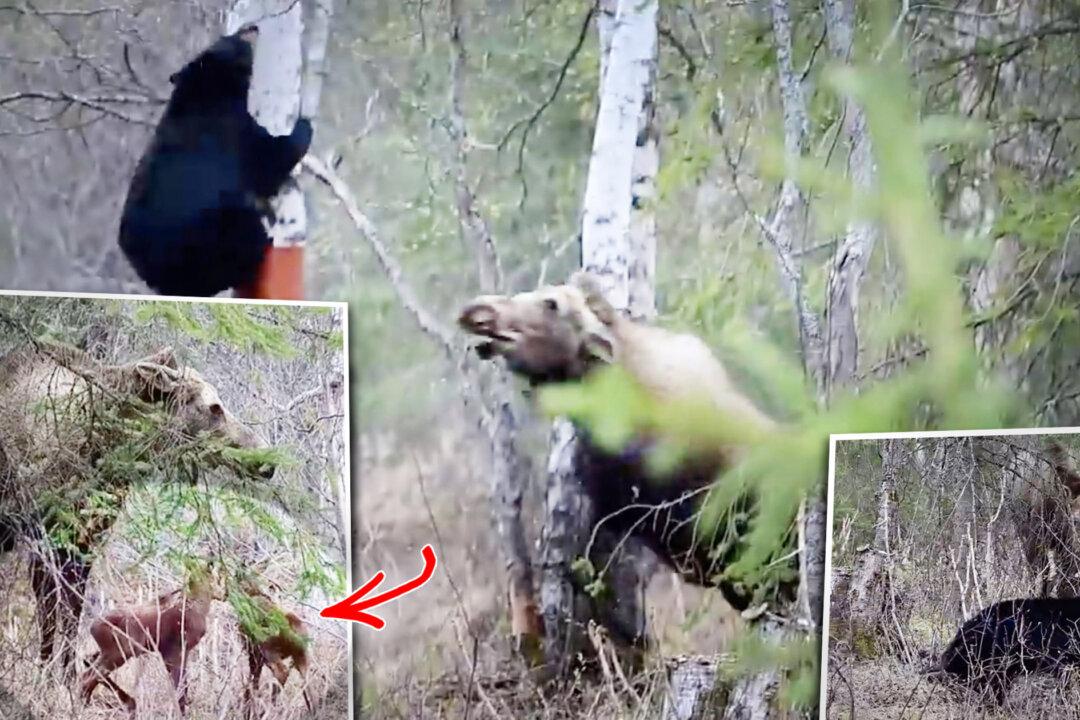 VIDEO: Huge Mother Moose Defends Twin Calves From ‘Very Hungry’ Black Bear in Alaska—‘It Was Scary’