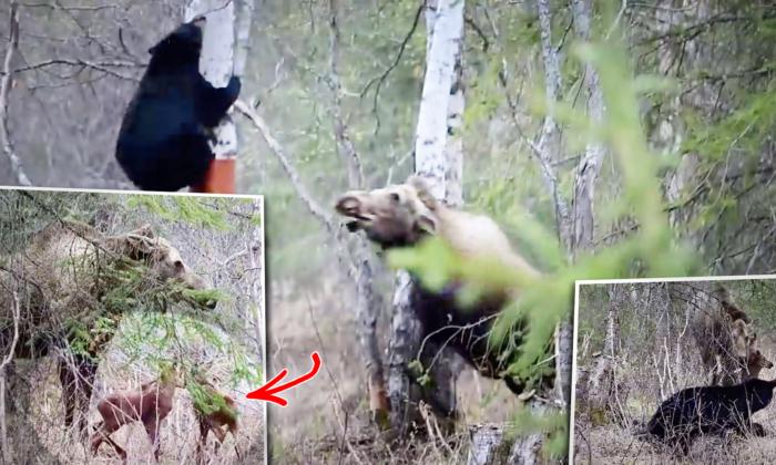VIDEO: Huge Mother Moose Defends Twin Calves From ‘Very Hungry’ Black Bear in Alaska—‘It Was Scary’