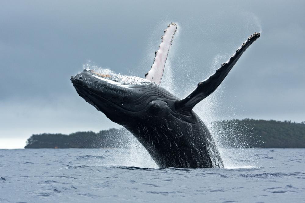 A humpback whale breaches near Vava'u Island, Tonga. (Martin Prochazkacz/Shutterstock)
