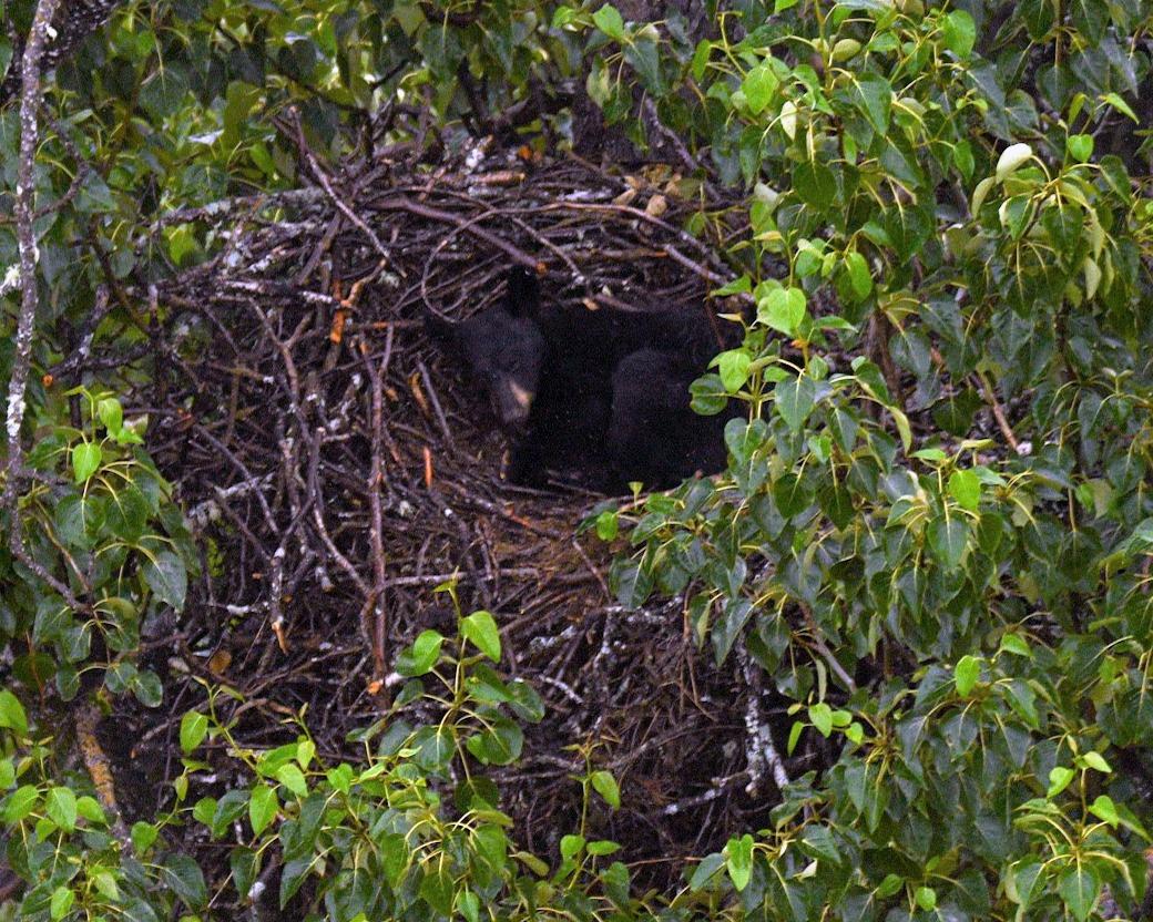 A black bear was found curled up inside an eagle's nest. (Courtesy of Cayley Elsik, JBER Environmental Conservation, via U.S. Fish and Wildlife Service)